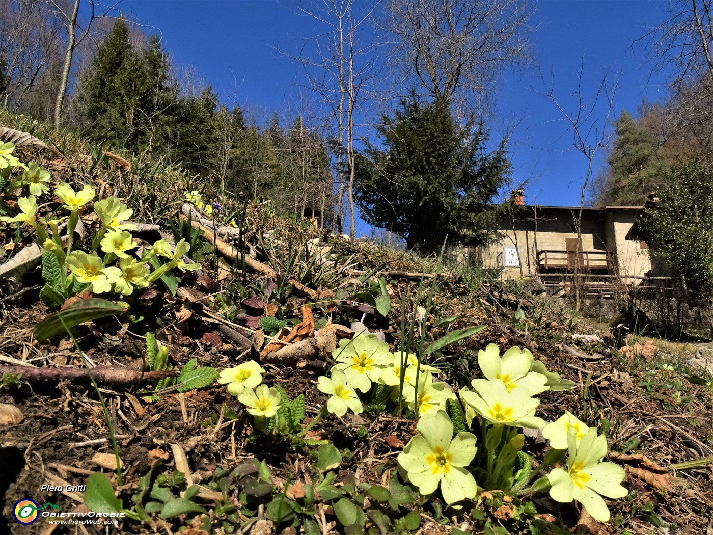 30 Primula vulgaris (Primule comuni) alla Ca' Fenii.JPG